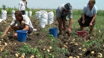 Britanicii ii prefera pe romani pentru munca in agricultura!