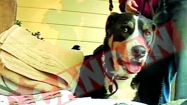 Augie, cainele care mananca bani