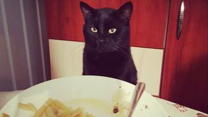 Ce poate păți pisica ta dacă, din greșeală, mănâncă cartofi prăjiți. Simptomele care apar imediat