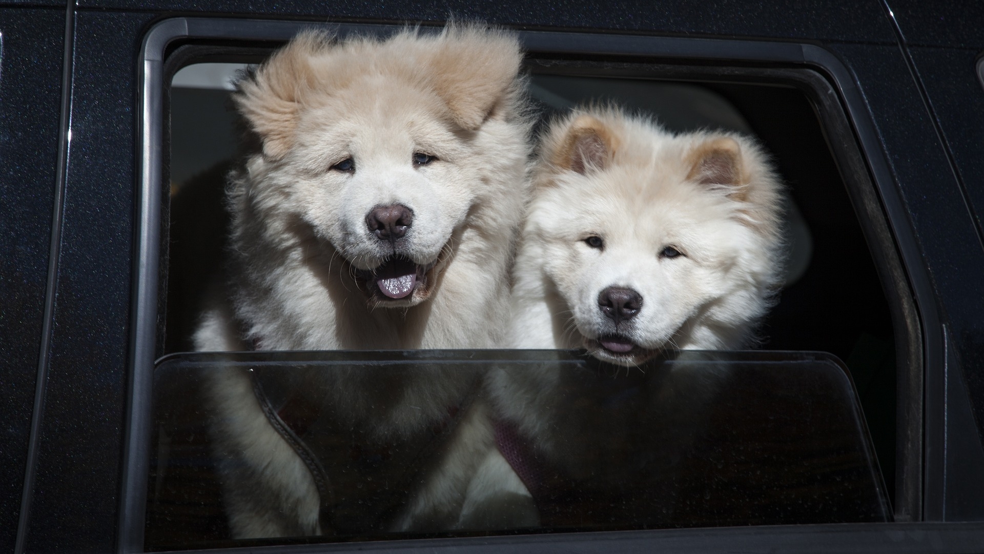 Regulă pentru românii care au animale de companie. Ce trebuie să știe stăpânii de câini