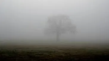 Cod galben de ceata in Ialomita, Calarasi, Braila, Buzau si Prahova