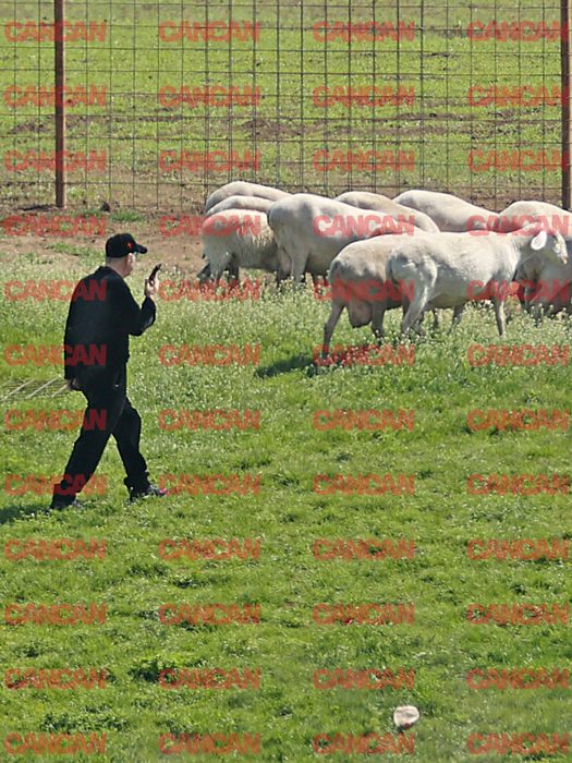 Imagini colosale cu Gigi Becali, la stână. Foto: CANCAN.RO