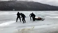 Imagini tulburătoare! Pompierii încearcă să salveze un cerb căzut într-un lac înghețat din Brașov! VIDEO