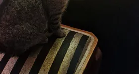 Galerie foto - poza 2