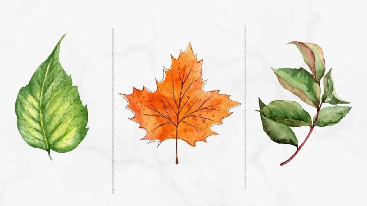 Cel mai tare test psihologic | Alege o frunză și vei afla care este, de fapt, puterea ta ascunsă