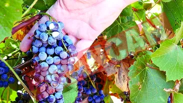 Vinul romanesc, amenintat de seceta