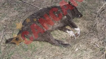 Caini impuscati fara mila pe un camp