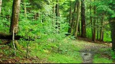 Le-a stat inima in loc când l-au văzut! Un bărbat din Dâmboviţa a fost găsit intr-o pădure cu venele tăiate