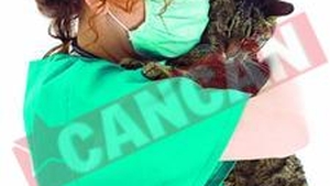 Virusul ucigas se transmite si la animalele de companie