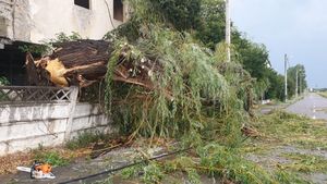 Furtună puternică în Tulcea. Pomii au căzut peste mai multe mașini staționate. FOTO