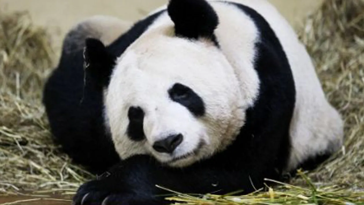 Super dragut! Doi ursuleti panda au primit medalia de excelenta pentru ca au ajutat turismul Scotiei!