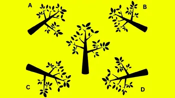 Test de inteligență | Care este umbra corectă a copacului din imagine?