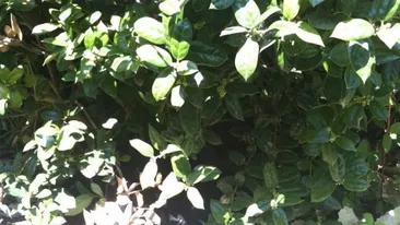 Iluzie optică | Ești un geniu dacă poți găsi pisica ascunsă în această fotografie