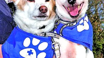 O catelusa, ghid pentru un prieten orb