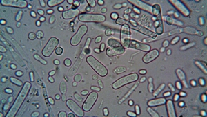 Bacteria care face tot mai multe victime în apele din America! Cinci oameni au murit deja