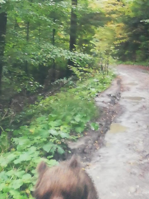 Este alertă în Prahova. Un urs rănit și agresiv a atacat oamenii în zona Bușteni