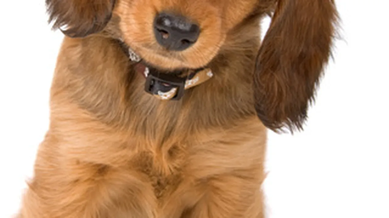 VIDEO Uite aici campania care a sensibilizat Romania!  Cum sa hranesti un catel cu un desen?