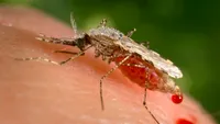 Virusul West Nile face ravagii! Încă patru oameni au murit din cauza infecției