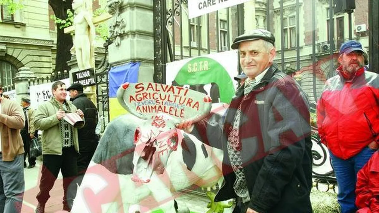 Au pus o vaca la poarta ministerului