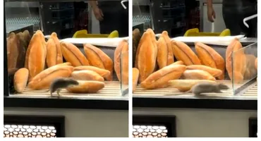 Scene incredibile în vitrina unei brutării din București! Un șobolan a fost filmat printre produse