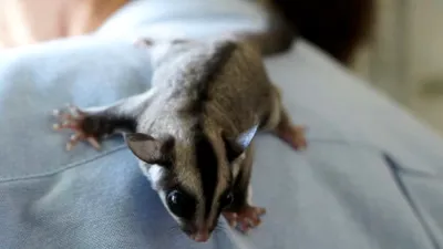 Primul pui de veveriță marsupială zburătoare, născut în captivitate, în România. Unde a avut loc premiera