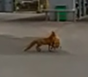 Vulpe care a furat o găină, filmată de poliția din Baia Mare. “Infracțiune flagrantă de furt calificat!” Ce altă regulă a mai “încălcat” animalul VIDEO