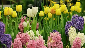 Mesaje de Florii 2018. Cele mai frumoase urări pentru cei dragi