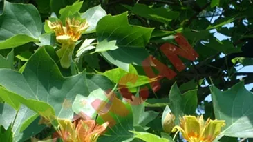 La Resita lalelele infloresc in copac