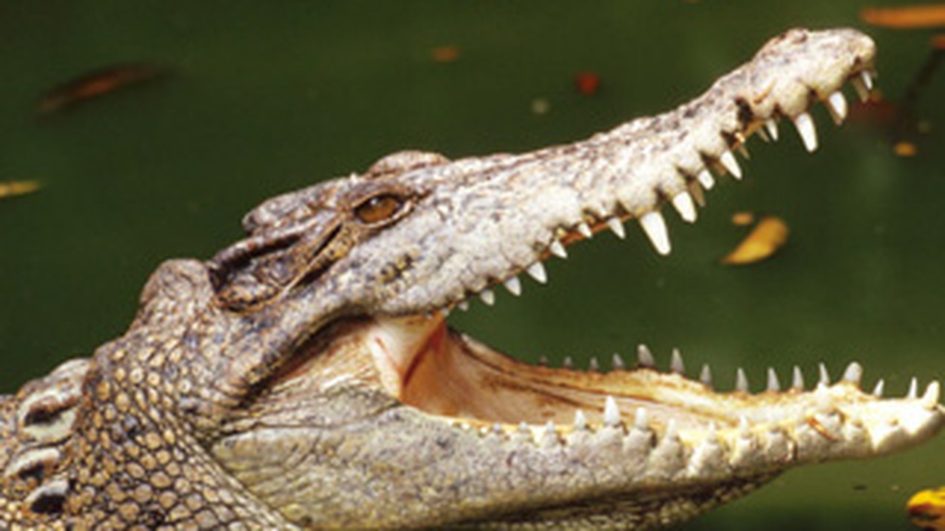 VIDEO O femeie s-a trezit cu picioarele legate intr-un rau plin de crocodili! Vezi cum a fost posibil asa ceva!