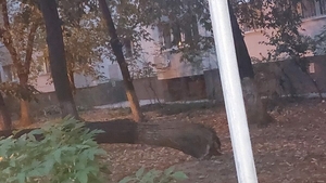 Se întâmplă din nou! Un copac s-a prăbuşit peste maşini într-o parcare din Sectorul 3