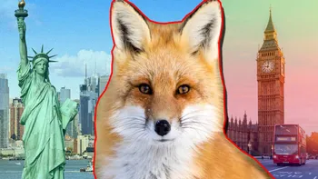 Cum a ajuns o vulpe din Anglia în SUA fără ca nimeni să știe? Mister total pe mare