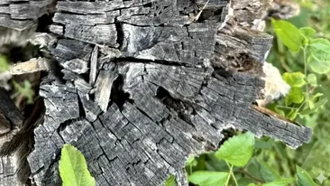 Iluzie optică virală | Ai un IQ peste 140 dacă poți găsi păianjenul ascuns în această poză