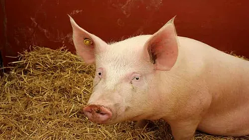 Nou coronavirus care se transmite la om, găsit la porc! Avertismentul oamenilor de știință