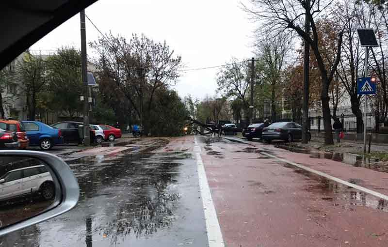 COD GALBEN în Capitală. Un copac a căzut peste o maşină de taxi, iar şoferul a fost dus la spital!