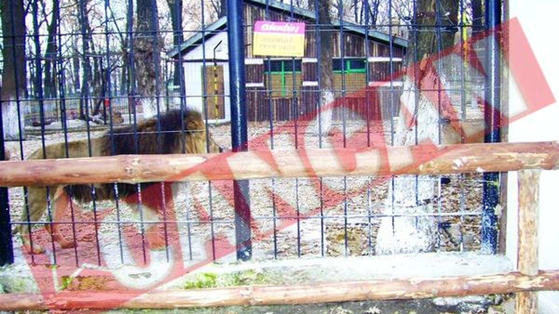Electrosocuri pentru animalele de la Zoo