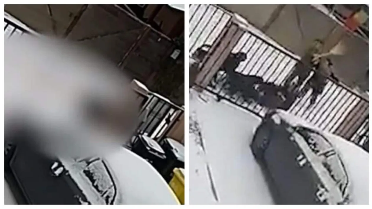 VIDEO șocant. Femeie din Suceava, atacată în plină stradă de patru câini Rottweiler. A ajuns la spital în stare gravă