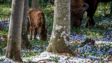 S-a întâmplat pentru prima dată în ultimii 200 de ani. Pui de zimbru, născut în libertate, în Munții Făgăraș. VIDEO