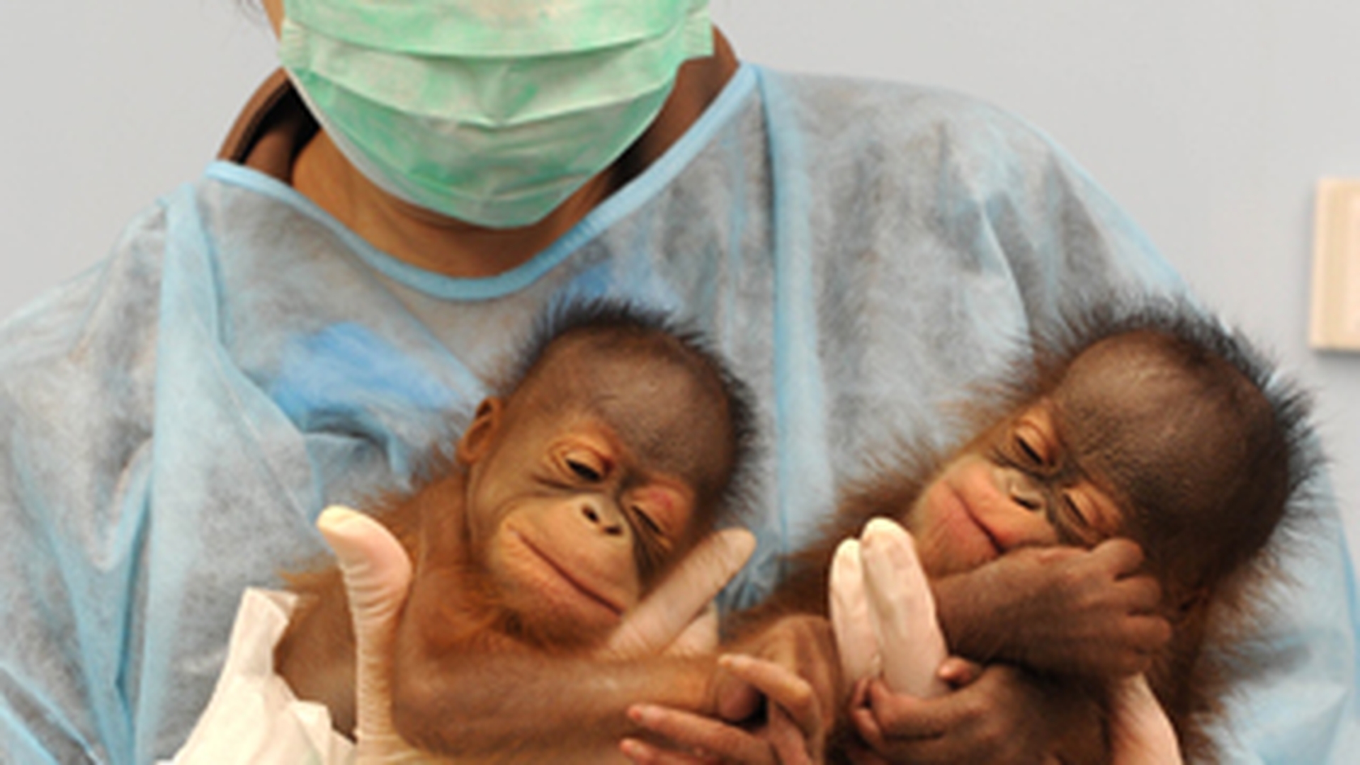Doi urangutani de Borneo gemeni, staruri la zoo