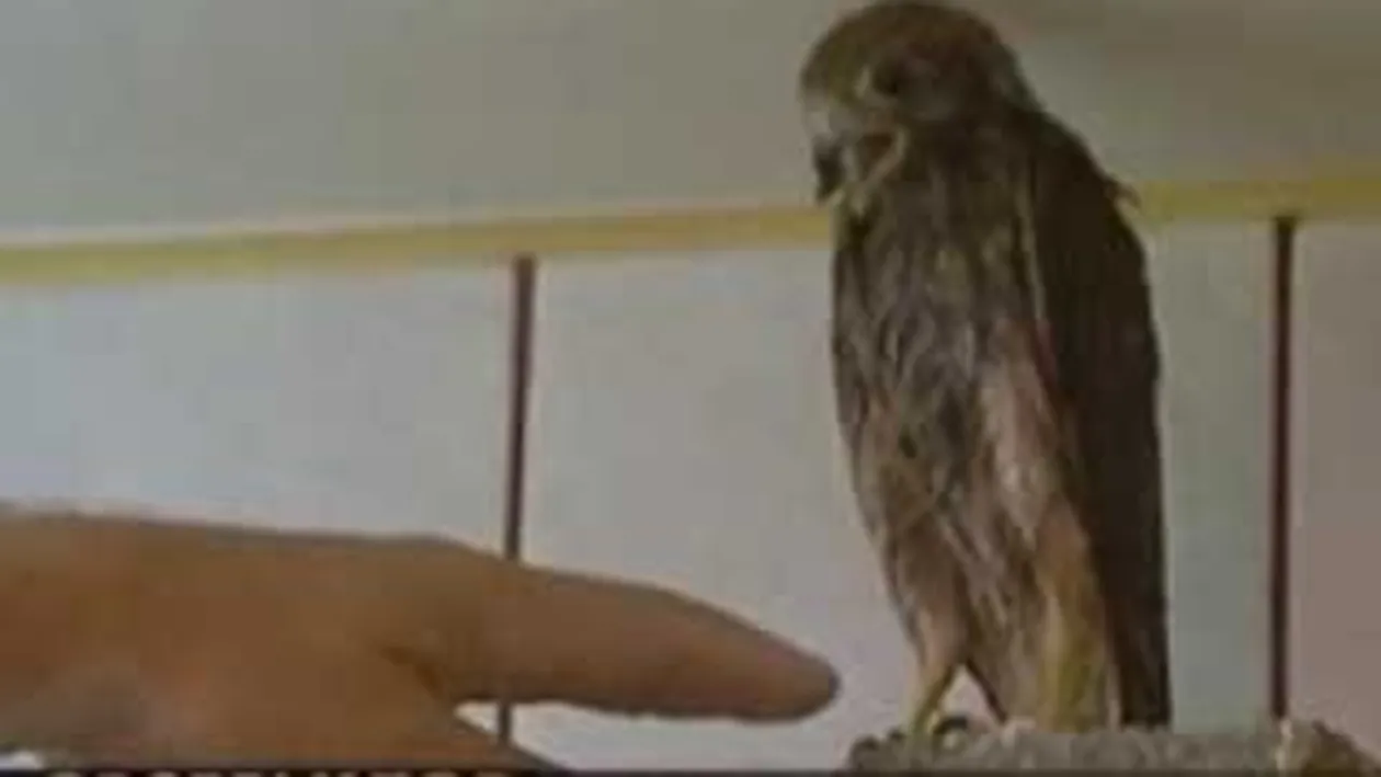 VIDEO O familie de bucuresteni a crescut in apartament o pasare de prada foarte periculoasa!