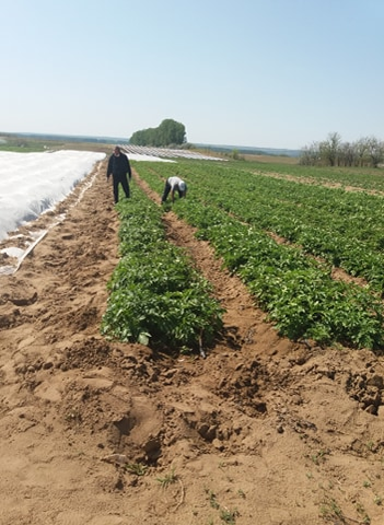 În comuna doljeană se produc peste 300 de tone de cartofi
