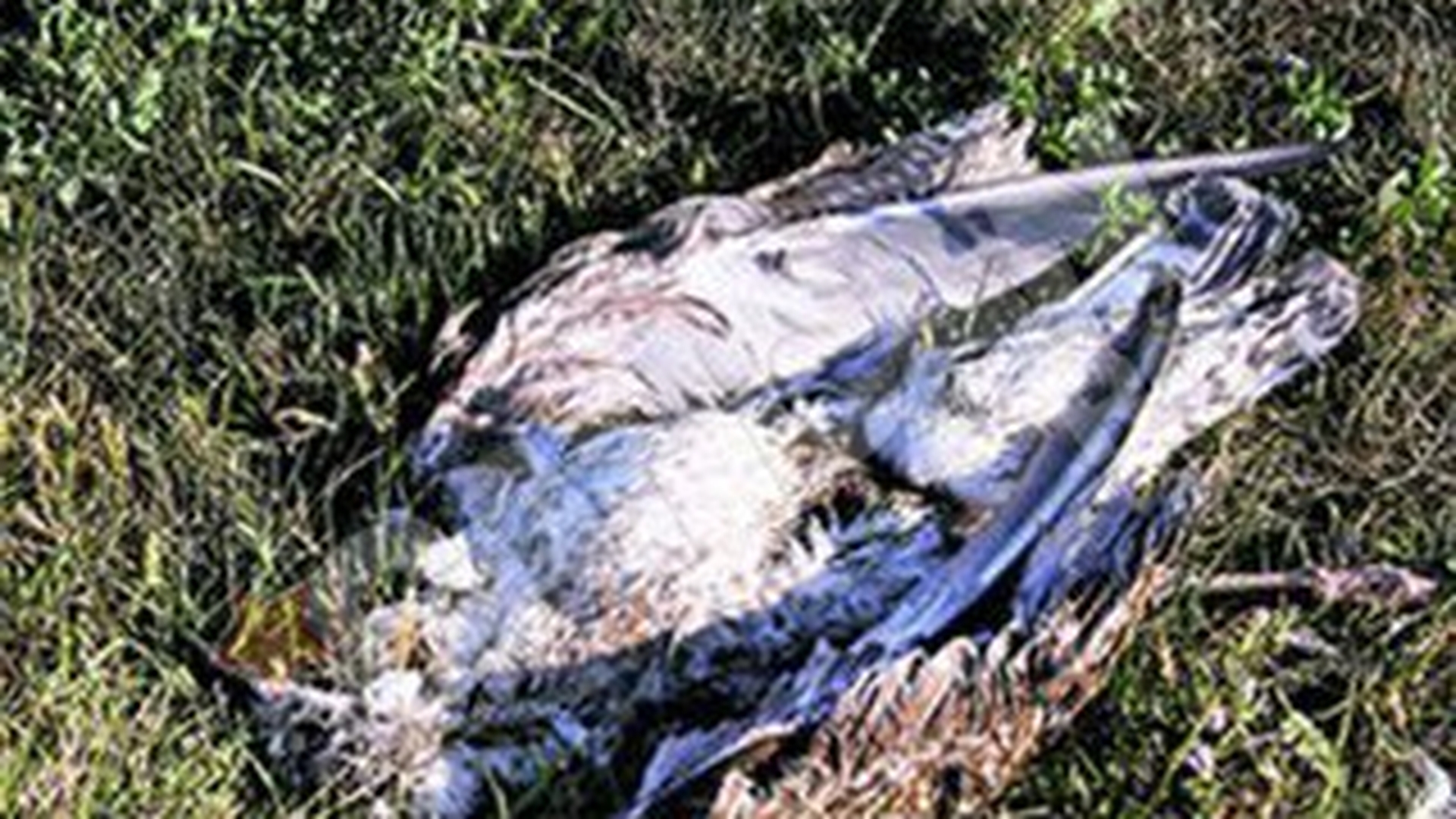 Directorul ANSV: "Cazul pescarusilor morti de la Lacul Morii este cercetat, cel tarziu vineri vom avea rezultatul analizelor de laborator"