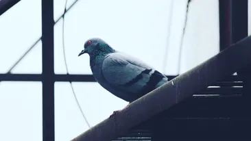 Gardienii au observat acest porumbel călător dubios. L-au prins și au rămas mască după ce au văzut ce mesaj transporta, de fapt