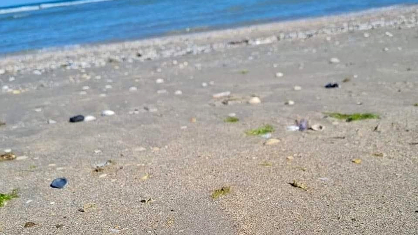 Râzi cu lacrimi! Ce a găsit un turist pe plajă, în Vama Veche! "O fi a lui taică-miu. Și-a pierdut-o acum 3 ani"