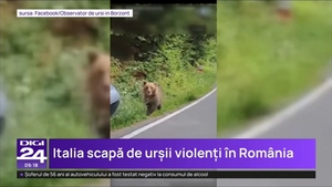 ALERTĂ! Italia vrea să aducă un urs ucigaș în România + Bărbat din Bistrița, atacat grav de o fiară