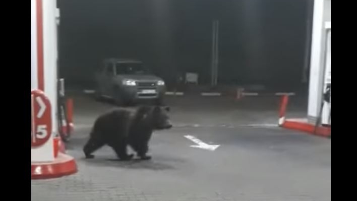 Haos în benzinăria de la Azuga! Doi urși se plimbă printre pompe! Oamenii s-au refugiat în stația peco VIDEO