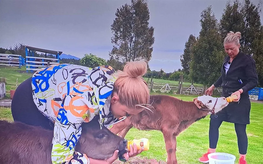 Cum a reacționat acest ecuadorian, după ce a văzut-o pe Iuliana Pepene aplecată, hrănind un vițel la America Express de la Antena 1