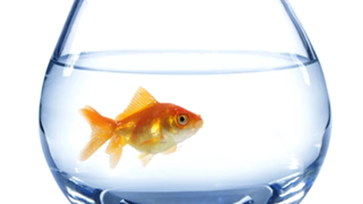 A cumparat un peste de la pet shop si l-a inghitit in fata angajatilor