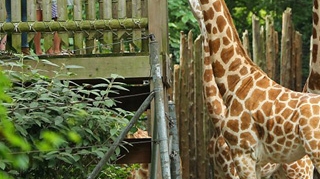 Katie Holmes a dus-o pe Suri la girafe