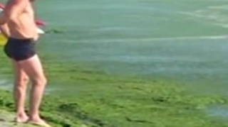 Peste 5.200 de tone de alge au fost stranse de pe plaje