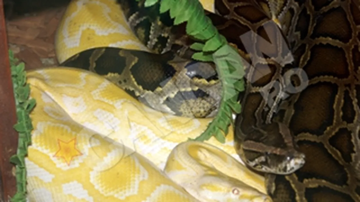 Serpi veninosi pe Insulita de pe Jiu